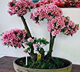 15 Semi giapponese di fioritura Fiore di ciliegio bonsai, esotico rare semi Sakura bonsai
