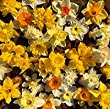 15 X Narcisi Misti - Daffodil Mix - Bulbi Alta Qualità (15)