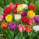 15 X Tulipani Doppi Misti - Bulbi Di Alta Qualità (15)