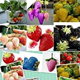 1500 semi 15 tipi di semi di fragola nero, bianco, giallo, blu, rosso, giganti, arancio, pruple, verde giardino piante da ...