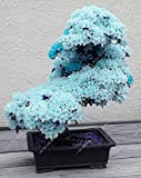 15pcs / rari blu semi Sakura Japanese, bonsai fiore di ciliegio ornamentali - piante