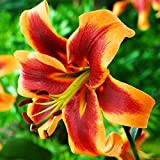 1x Bulbo fiore Bulbo di Giglio Bulbi di fiori Pianta perenne Lilium Giglio gigante Debby