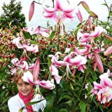 1x Bulbo fiore bulbo Lilium Pianta perenne da esterno Giglio gigante Rosa Anastasia