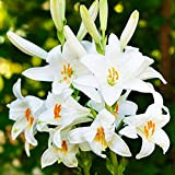 1x Bulbo lilium Bulbi giglio bianco Giglio di sant antonio Bulbi da fiore Piante perenni da giardino Lilium Candidum