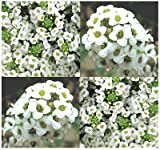 (2.000) Semi ALYSSUM Sweet Alice Flower - Lobularia maritima