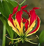 2 pezzi Lily Bulbs- Flame Lilies Red Flame Lily Bulbs Flowers Not Lily Seeds Gloriosa Lily Gloriosa Flowers