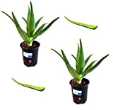 2 Piante con 2 foglie Aloe Arborescens Etnea da coltivazione bio biologica Vera Pianta Piantina Piccola 20 cm per esterno ...