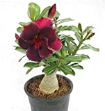 2*Rosa del deserto pianta vera/piante resistenti/Piante da giardino con balcone fiorito