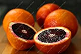 20 arancio semi di arance rosse di mandarino albero NO-OGM rari semi di alberi da frutta da piantare giardino di ...