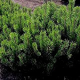 20 Mugo Pumilio Tree Dwarf Mugo Pine Pinus Seeds.