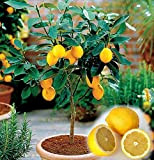 20 nano albero di limone belle bonsai di frutta in vaso pieno di fragranza fanno sentire rilassarsi