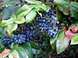 20 Oregon Agrifoglio uva, Mahonia aquifolium, arbusto semi (commestibile, Hardy, Appariscente)