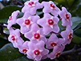20 pc/sacchetto Semi di Hoya, palla di orchidee semi di fiori pianta perenne Hoya carnosa, semi di orchidee rare, piante ...