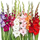 20 pezzi Mix Gladiolus Bulbs Tuberi per piantare Aroma fresco Decorativo Giardino domestico Balcone Cortile Può essere raccolto tutto l'anno