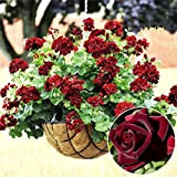 20 pezzi rari Semi di geranio Black Rose Pelargonium perenne fiore semi della pianta dei bonsai Hardy Pianta in vaso