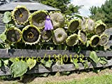 20 pezzi semi di girasole gigante giganti grandi semi di fiori di girasole nero russo semi di girasole per il ...