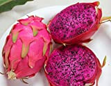 20 PURPLE DRAGON FRUIT (Pitaya / Pitahaya / Strawberry Pear) Hylocereus Undatus Cactus Seeds by Seedville