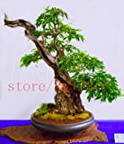 20 rara giapponese bonsai ciliegio Sakura mini bonsai per la decorazione domestica