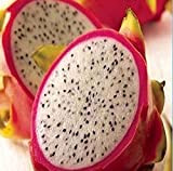 20 RARE Semi Dragon Fruit Hylocereus Pitaya Semi Frutta undatus Seed Hot SH