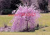 20 Sakura semi di albero semi fontana pianto ciliegio giapponese, semi di albero bonsai per giardino domestico di DIY Albero ...