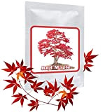 20 Semi Acero rosso giapponese - semi di foglie d'acero - (Acer palmatum atropurpureum) - Coltivabile come un albero o ...
