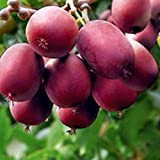 20 semi di kiwi rossi semi di actinidia bonsai deliziosi alberi da frutta decorazione da giardino - semi di kiwi