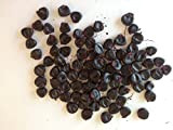 20 semi di mais nero Piante semi di ortaggi frutta Seeds