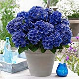 20 semi di ortensia per la casa e l’ufficio, ornamento da giardino, vaso bonsai decorazione blu scuro, semi di ortensia ...