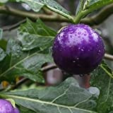 20 semi di pomodoro viola dolce viola naturale nutriente semi di verdura pz/borsa per azienda agricola Semi di pomodoro viola