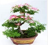 20 semi Pezzi Bonsai Albizia fiore chiamato Seed Mimosa Silk Tree rare piante da giardino in vaso arcobaleno di fiori ...