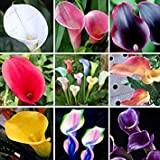 200 calla colorata seme del giglio, colori misti, rari semi piante da fiore, giardinaggio domestico in vaso Balcone Plant, radiazioni ...