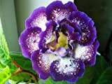 200 pezzi rari fiori veri semi gloxinia, Sinningia semi gloxinia fiore per la casa fai da te giardino ornamentale pianta ...