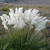 200 pezzi semi di erba di pampa rara erba ornamentale piumata bianca piantata in una fattoria all'aperto abbellisce l'ambiente del ...