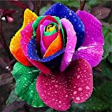 200 pezzi semi di rosa arcobaleno colore semi di rosa semi di famiglia decorazione del giardino