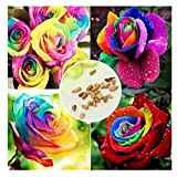 200 pz/borsa arcobaleno semi di rose colore rosa seme famiglia giardino decorazione