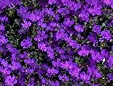 200 semi blu viola CRYSTAL PALACE LOBELIA erinus Fiore