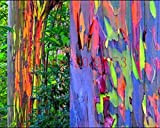200 semi di albero di eucalipto arcobaleno deglupta SEMI RAINBOW Albero di eucalipto per la semina giardino di casa