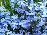200 semi di BLUE SKY LOBELIA REGATA Lobelia erinus Fiore