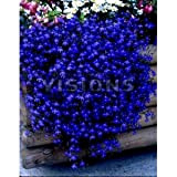 200 semi di Blue & White HALF MOON LOBELIA erinus Fiore