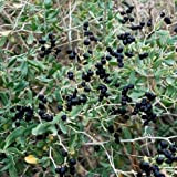 200 semi di goji molto fresca nera, cinese wolfberry, Lycium barbarum, Murali, Arbusto cespuglio di frutta semi giardino di casa