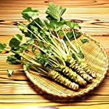 200pcs / lot Semi Wasabi, rafano giapponese di verdure semi per piantare facile da coltivare piante bonsai piante giardino domestico ...