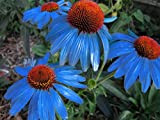 2018 Hot sale rare "Yangko azzurro Echinacea Purpurea, 100 semi, grandi fiori blu petali W/ibrido arancione cuore fiori TS252T