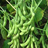 20pcs semi di ortaggi Edamame giardino verde di soia Annual Herb