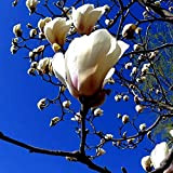 20Pezzi Magnolia Seeds Fresh Elegant Pure White Petals Albero deciduo che attira farfalle e api Bellissimo paesaggio di giardinaggio Terrazza ...
