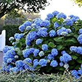 20pezzi semi di ortensia blu ortensia arbusto gigante palla di neve giardino pianta semi di fiori bellissimo paesaggio nel giardino