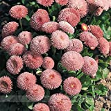 21 tipi semi di fiore perenne Bellis, 50 semi / pacchetto, Bonsai Daisy Rare Garden pianta perenne # NF577