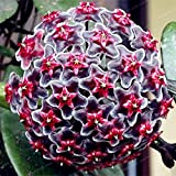 24 colori Orchid sfera Rare sfera del fiore dell'orchidea pianta perenne Hoya carnosa semi Bonsai semi Pianta in vaso Per ...