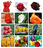 24 tipi 200 semi di pepe frutta verdura, semi di peperoncino giganti + dolce + pepe Carolina Reaper" + pianta ...