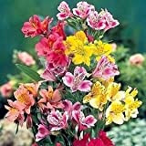 25 Alstroemeria peruviano Lily Flower Mix Semi/perenne
