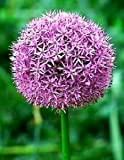 25 GIGANTE ALLIUM Globemaster Allium Giganteum semi di fiore + Gift & Comb S/H [Rilegato]